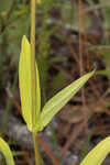 Manyflower beardtongue